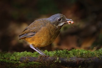 Moustached antpitta, Grallaria alleni, bird family Grallariidae, from Colombia, Ecuador and far