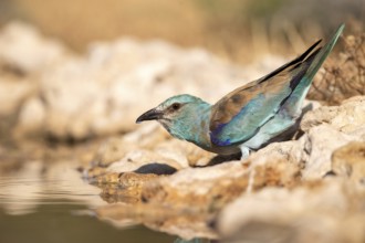 European Roller (Coracias garrulus) at a waterhole, Castile-La Mancha, Spain