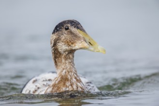 Eiderente, Somateria mollissima Common Eider, Somateria mollissima