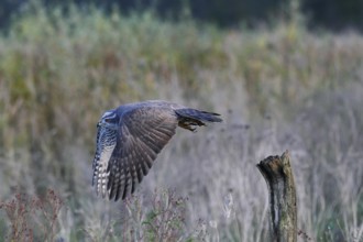 Habicht, lat. Accipiter gentilis, startet von einem Weidepfahl auf einer Brachfläche