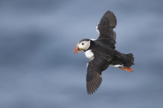 Atlantic Puffin (Fratercula arctica) flying, Iceland
