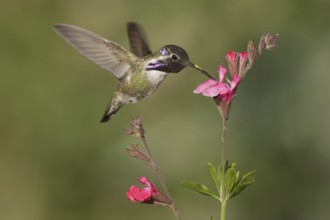 Costa's Hummingbird (Calypte costae) male, California, USA