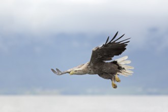 Seeadler; lat. Haliaeetus albicilla; im Anflug von der Seite dicht über der Wasseroberfläche des