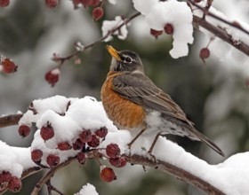 American Robin, Turdus migratorius, perched on a snowy branch in Saskatchewan, Canada