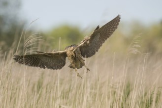 Eurasian Bittern (Botaurus stellaris) female flying, Schleswig-Holstein, Germany