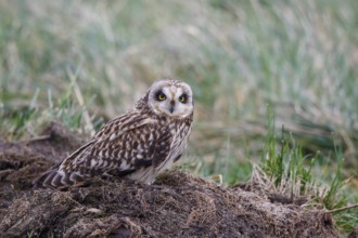 Short-eared Owl (Asio flammeus), Netherlands