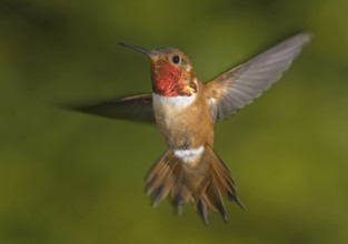 Rufous Hummingbird (Selasphorus rufus) male, British Columbia, Canada