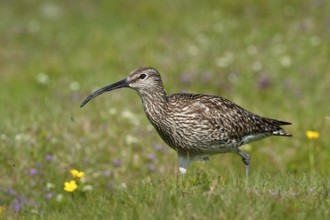 Whimbrel (Numenius phaeopus), Iceland