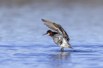 Red-necked phalarope, northern phalarope (Phalaropus lobatus) adult female in breeding plumage