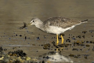 Greater Yellowlegs (Tringa melanoleuca), British Columbia, Canada