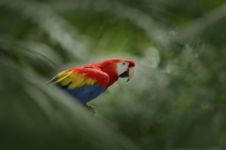 Red parrot in green vegetation. Scarlet Macaw, Ara macao, in dark green tropical forest, Costa