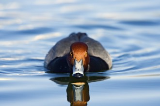 Redhead Aythya americana Tucson, ARIZONA, United States March Adult Male Anatidae