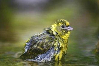 European Serin (Serinus serinus) male bathing at little stream, Mecklenburg-Western Pomerania,