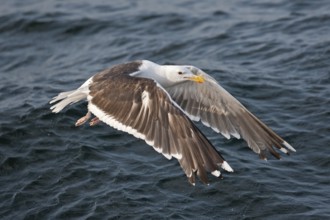 Great Black-backed Gull (Larus marinus) juvenile flying, North Sea, Germany