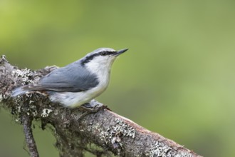 Asian Nuthatch - Kleiber - Sitta europaea ssp. asiatica, Russia (Ural), adult