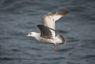 European Herring Gull (Larus argentatus) flying, Baltic Sea, Germany