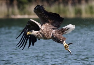 White-tailed Eagle (Haliaeetus albicilla) hunting, Mecklenburg-Western Pomerania, Germany