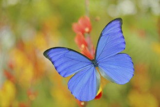 Blue butterfly Morpho didius, the giant blue morpho, sitting on on orange red flowers, Peru.