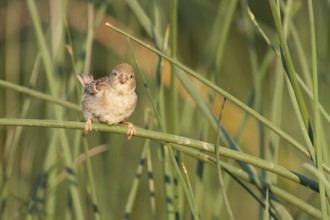 Spanish Sparrow - Weidensperling - Passer hispaniolensis ssp. hispaniolensis, adult female, Croatia