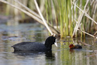 Eurasian Coot (Fulica atra) with chick, Mecklenburg-Western Pomerania, Germany
