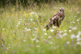 Common Buzzard (Buteo buteo) calling in a flowering meadow, Asturias, Spain