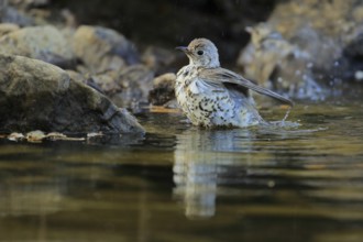 Mistle Thrush (Turdus viscivorus) juvenile bathing at waterhole, Andalusia, Spain