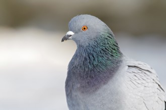 Rock Dove (Columba livia), Berlin, Germany