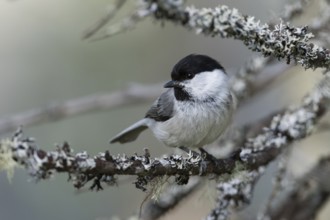 Willow Tit - Weidenmeise - Poecile montanus ssp. uralensis, Russia (Ural)
