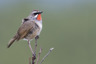 Siberian Rubythroat - Rubinkehlchen - Luscinia calliope, Russia (Ural), adult male