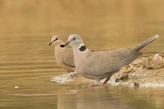 Vinaceous Dove & Mourning Collared Dove (Streptopelia vinacea & Streptopelia decipiens), Gambia