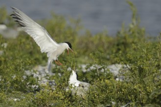 Common Tern & Sandwich Tern (Sterna hirundo & Thalasseus sandvicensis), Texel, Netherlands