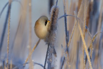 Bearded Reedling (Panurus biarmicus) male feeding on cattail seed, Thuringia, Germany