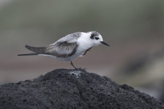 White-winged Tern (Chlidonias leucopterus) scratching, Victoria, Australia