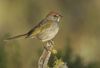Green-tailed Towhee (Pipilo chlorurus), Oregon, USA