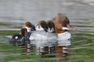 Common Merganser (Mergus merganser) female with chicks, Bavaria, Germany