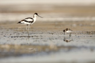 Pied Avocet (Recurvirostra avosetta) chick, Castile-La Mancha, Spain