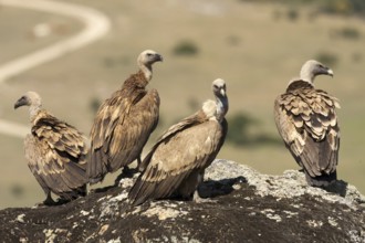 Griffon Vulture (Gyps fulvus), Madrid, Spain