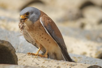 Lesser Kestrel (Falco naumanni), male with cricket, Castile-La Mancha