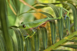 Blue-sided tree or yellow-eyed leaf frog (Agalychnis annae), highly endangered species endemic to
