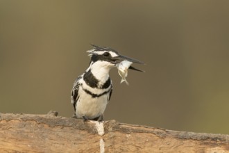 Pied Kingfisher (Ceryle rudis) male with fish in beak, Gambia