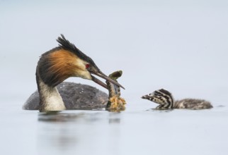Great Crested Grebe (Podiceps cristatus) with shrimp in beak beside its chick, Piedmont, Italy