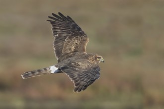 Hen Harrier (Circus cyaneus) female flying, California, USA