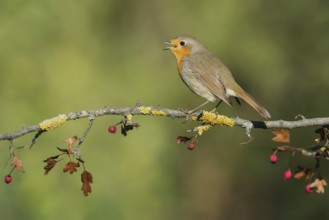 European Robin (Erithacus rubecula) singing from a branch, Aosta Valley, Italy