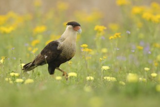 Northern Crested Caracara (Caracara cheriway) Texas, USA