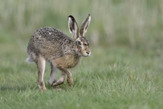 European Hare (Lepus europaeus) running in meadow, North Rhine-Westphalia, Germany