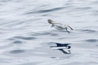 Fairy Prion (Pachyptila turtur) flying, Victoria, Australia