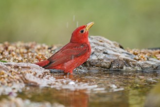 Summer Tanager (Piranga rubra) male at a waterhole, Texas, USA