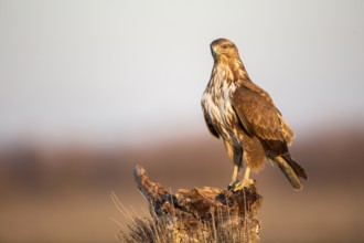 Common Buzzard (Buteo buteo) perched on a stump, Castile-La Mancha, Spain