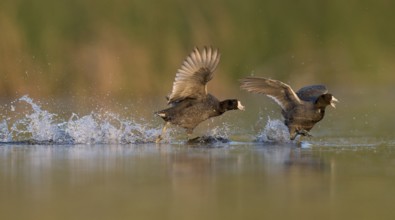 American Coot (Fulica americana) fighting, British Columbia, Canada