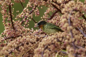 Rufous-throated Tanager (Tangara rufigula) perched on a branch in the Andes mountains in Colombia